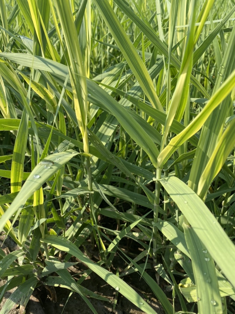 花叶芦竹观赏植物：挺水植物基地自产自销，诚信合作！