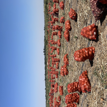 【大量上市】黄皮洋葱，5000亩种植基地，货源充足，量大价优