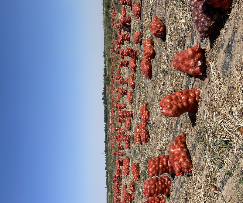 【大量上市】黄皮洋葱，5000亩种植基地，货源充足，量大价优