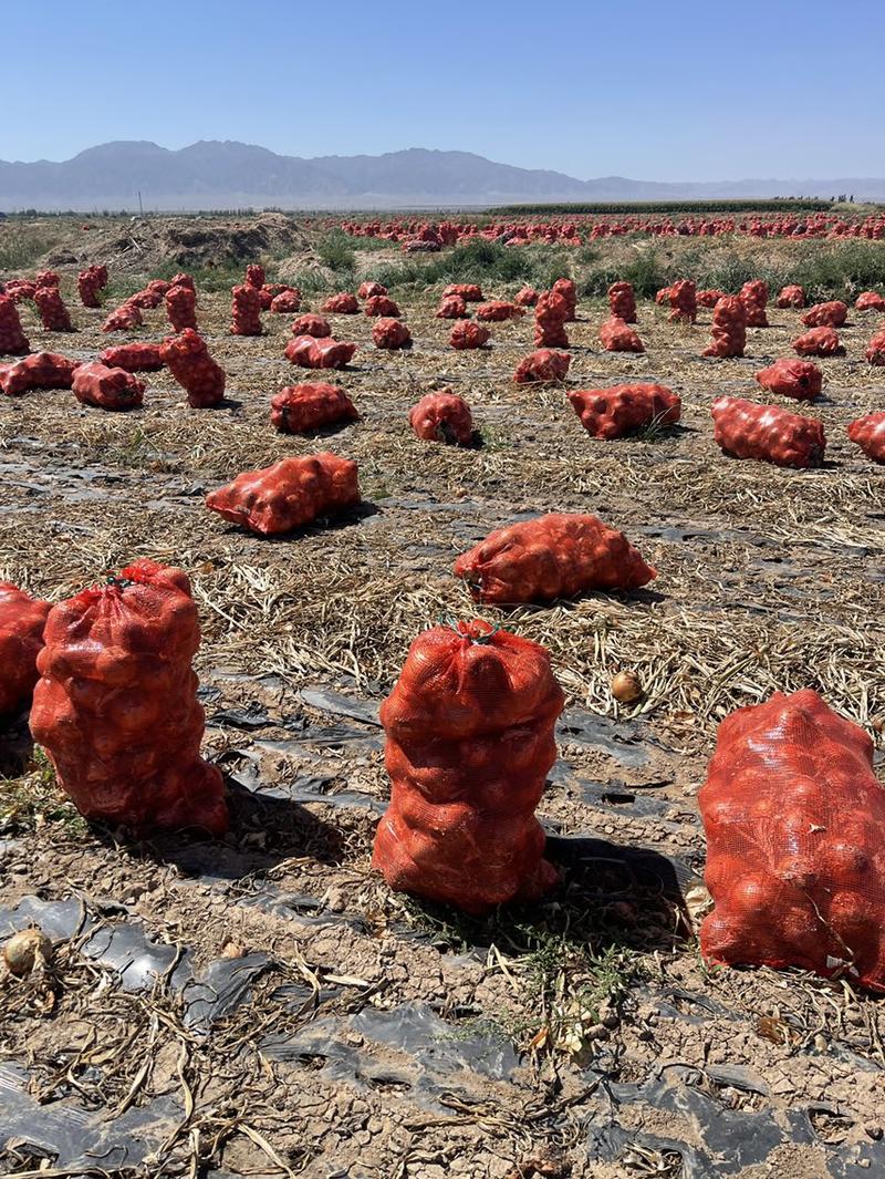 【大量上市】黄皮洋葱，5000亩种植基地，货源充足，量大价优