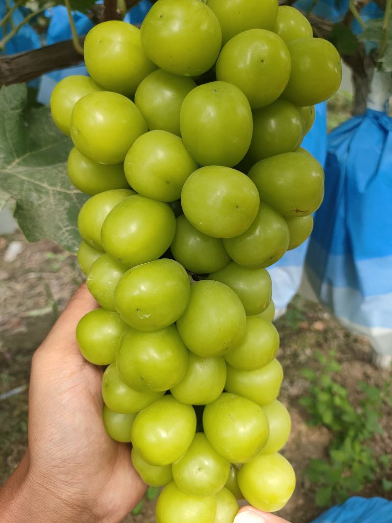 夏邑晴王葡萄阳光玫瑰葡萄成熟欢迎各地老板前来采购