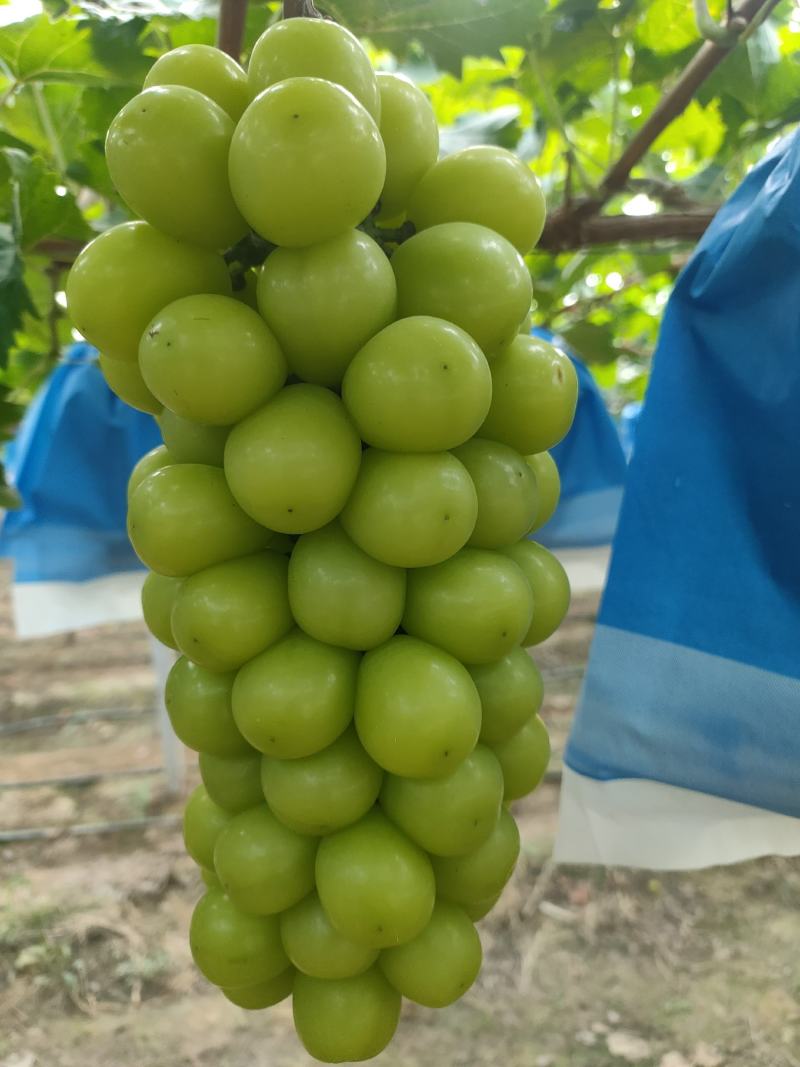 夏邑晴王葡萄阳光玫瑰葡萄成熟欢迎各地老板前来采购