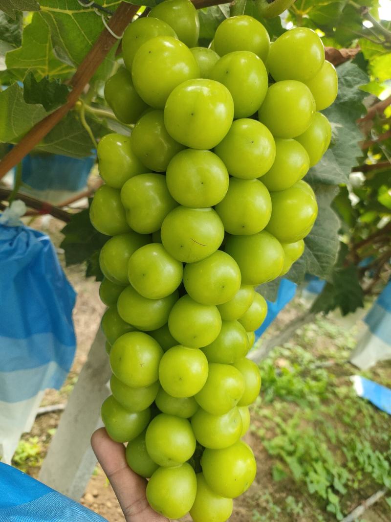夏邑晴王葡萄阳光玫瑰葡萄成熟欢迎各地老板前来采购