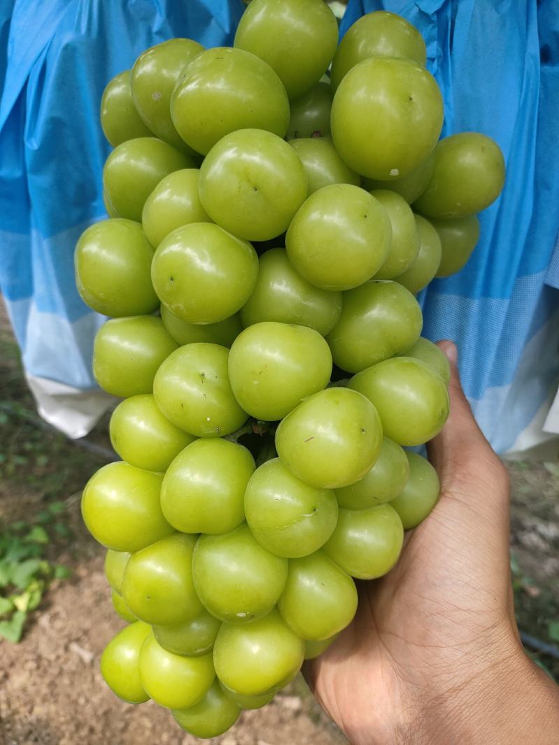 夏邑晴王葡萄阳光玫瑰葡萄成熟欢迎各地老板前来采购