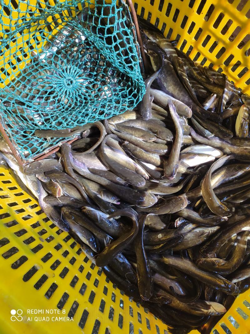 土鲶鱼