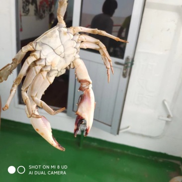 虾