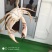 虾
