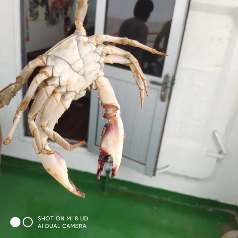 虾