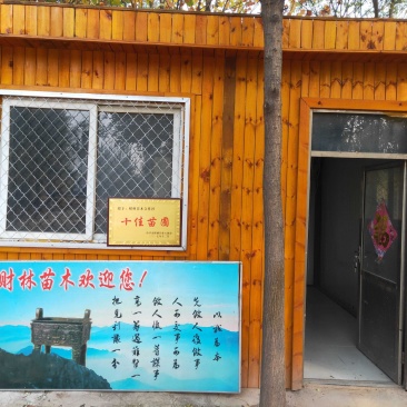 郓城县财林苗木种植专业合作社，主营，国槐，白蜡，法桐。