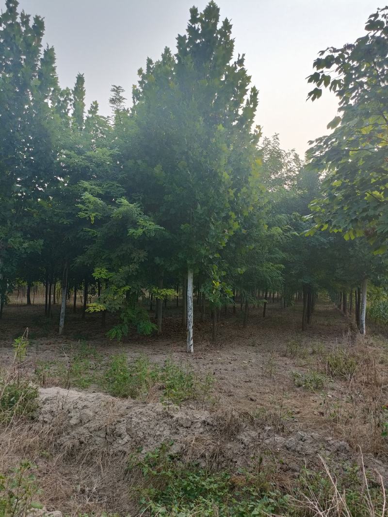郓城县财林苗木种植专业合作社，主营，国槐，白蜡，法桐。