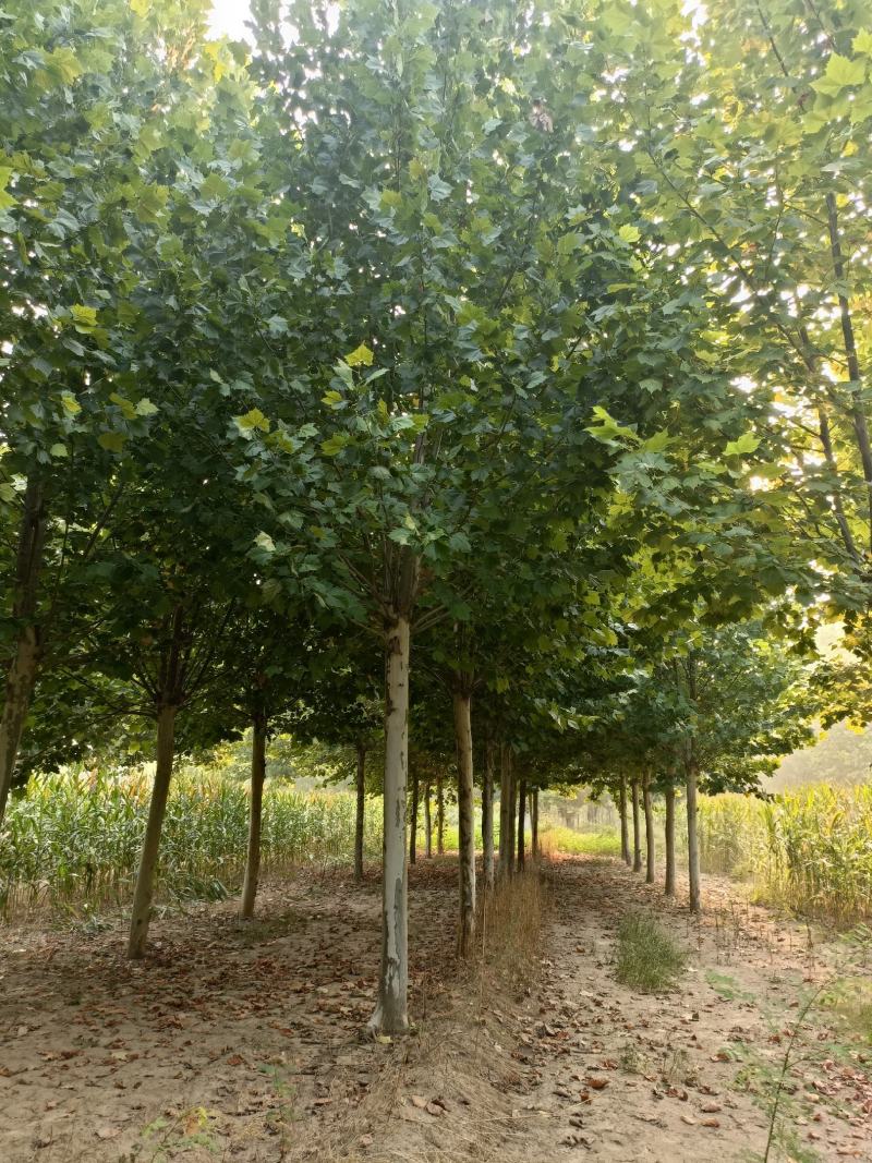 郓城县财林苗木种植专业合作社，主营，国槐，白蜡，法桐。