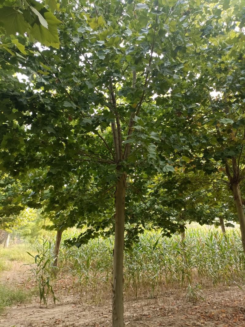 郓城县财林苗木种植专业合作社，主营，国槐，白蜡，法桐。