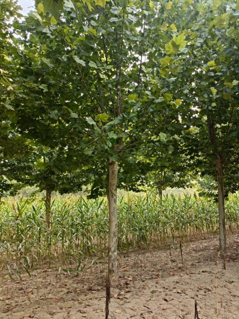 郓城县财林苗木种植专业合作社，主营，国槐，白蜡，法桐。