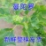 内蒙草原野生曼陀罗花生曼陀罗果实干果大母子醉核桃干果
