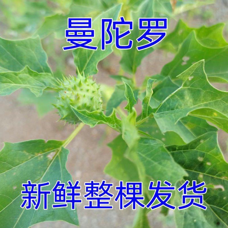 内蒙草原野生曼陀罗花生曼陀罗果实干果大母子醉核桃干果
