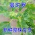 内蒙草原野生曼陀罗花生曼陀罗果实干果大母子醉核桃干果