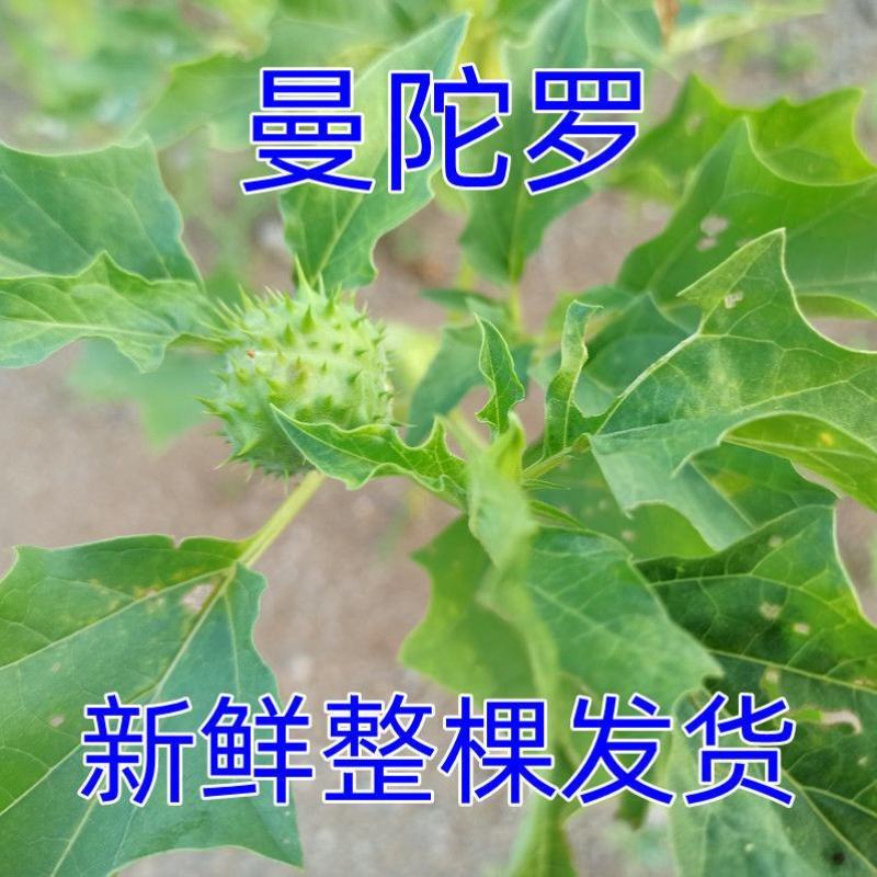 内蒙草原野生曼陀罗花生曼陀罗果实干果大母子醉核桃干果