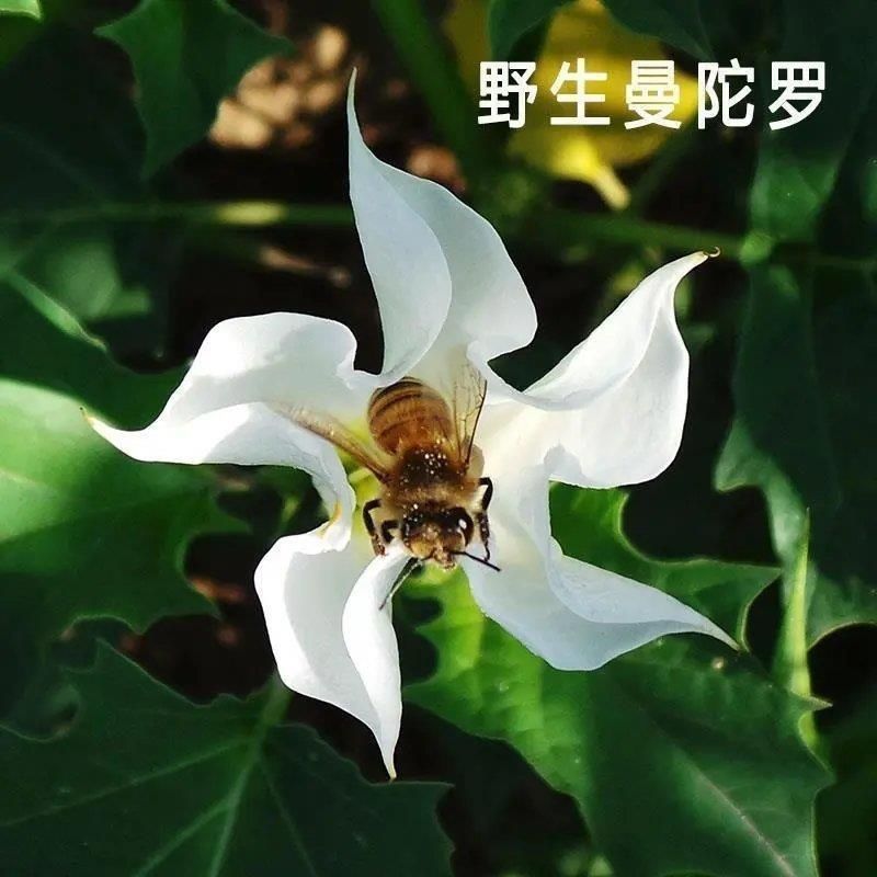 内蒙草原野生曼陀罗花生曼陀罗果实干果大母子醉核桃干果