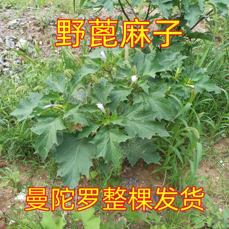 内蒙草原野生曼陀罗花生曼陀罗果实干果大母子醉核桃干果