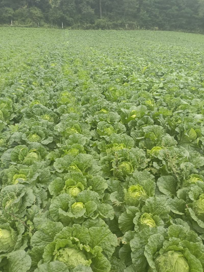 【24小时在线】大白菜产地直发对接批商实力供货