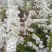 干支雪柳，珍珠绣线菊，喷雪花，现割现发，泡水开花。