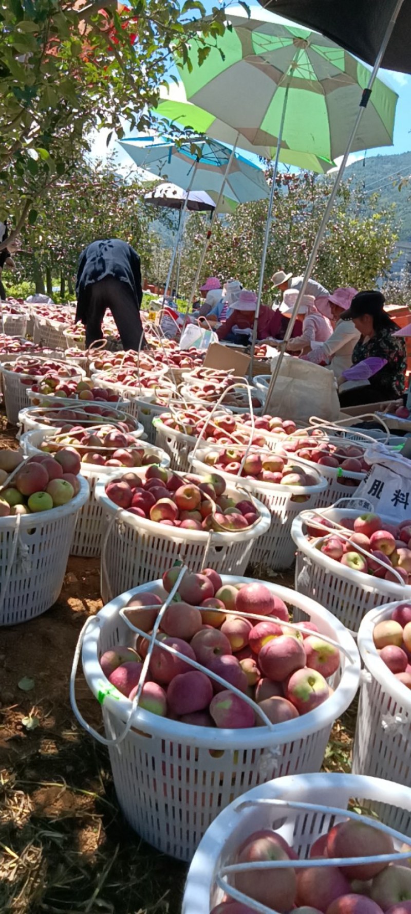 四川凉山盐源县冰糖清澈苹果大量上市。需要的老板与我联系。