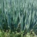 安丘精品铁杆大葱现挖现卖一手货源！