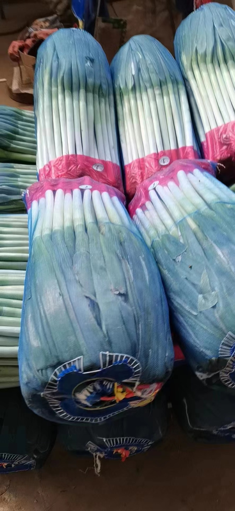 安丘精品铁杆大葱现挖现卖一手货源！