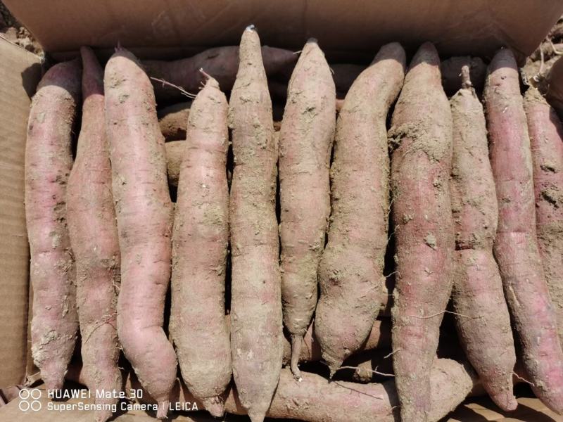 陕西合阳红薯大量上市干面甜电商批发商欢迎致电