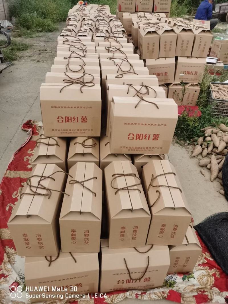 陕西合阳红薯大量上市干面甜电商批发商欢迎致电