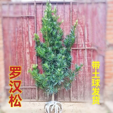 罗汉松盆栽罗汉松树可造型罗汉松素材造型罗汉松基地直发包邮