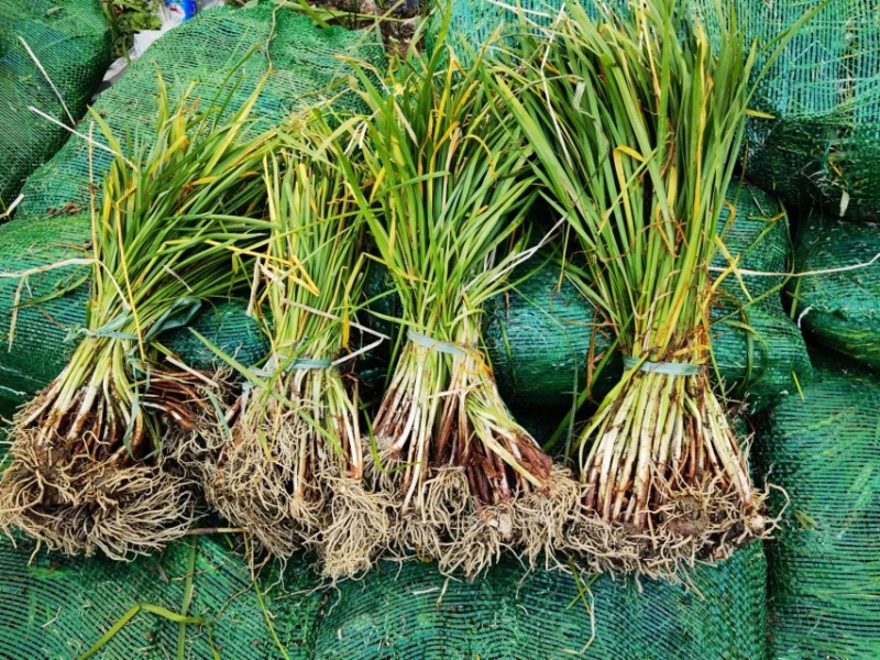 紫娇花基地大量供应提供种植技术质量保证欢迎订购
