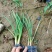 紫娇花基地大量供应提供种植技术质量保证欢迎订购