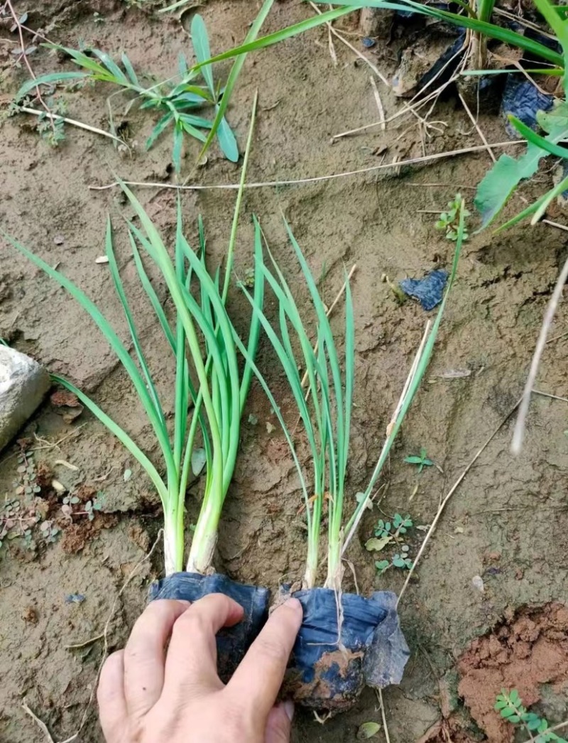 紫娇花基地大量供应提供种植技术质量保证欢迎订购