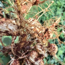 花生，云南花生，产地发货，质量保证，欢迎来电咨询