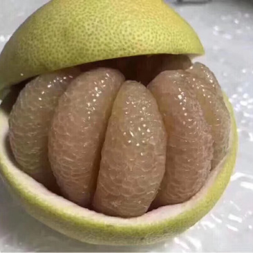 度尾红心文旦柚