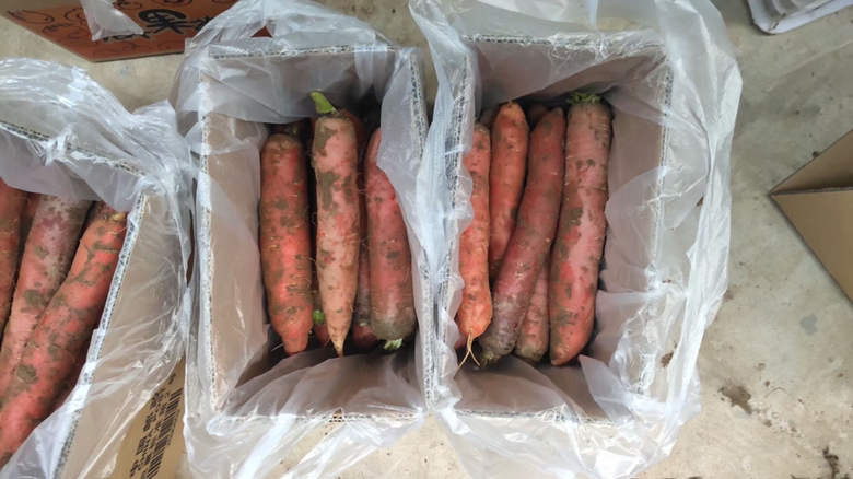 长江中下游地区胡萝卜避雨棚栽培实景：白色塑料拱棚覆PO膜，棚内垄面覆黑色地膜，滴灌带清晰可见，植株生长整齐无黄叶