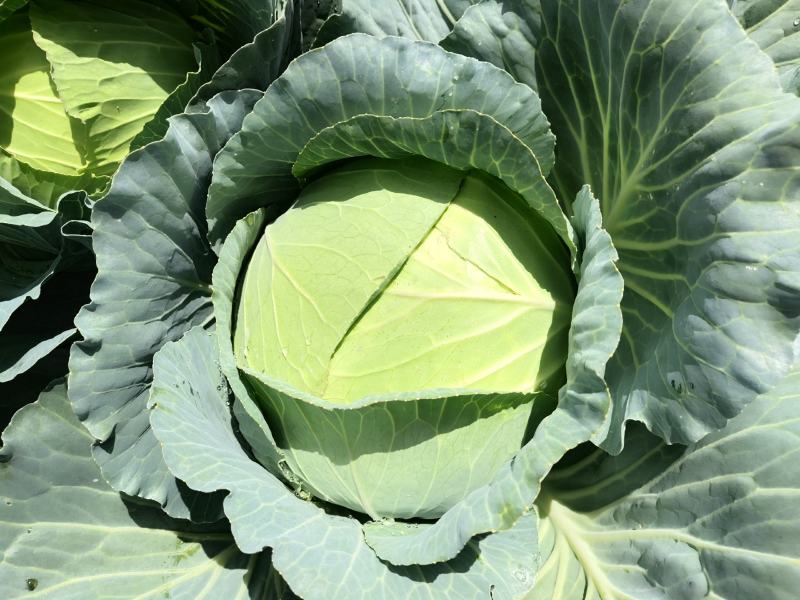 高山包菜，高品质