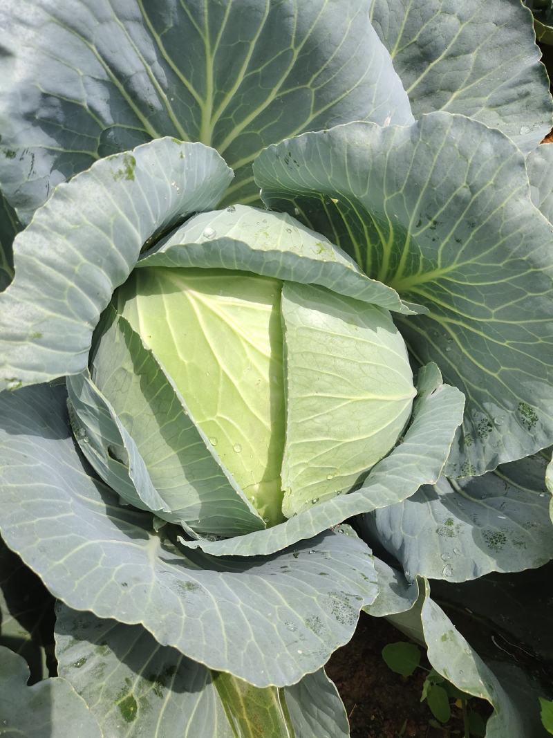 高山包菜，高品质
