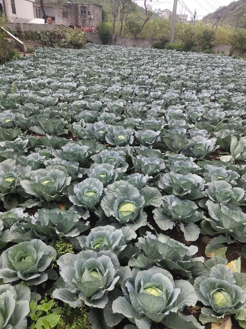 高山包菜，高品质