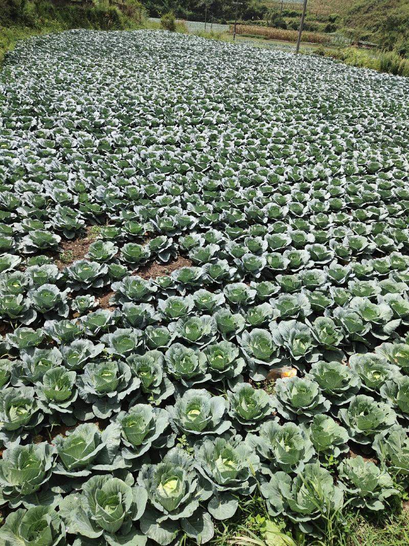 高山包菜，高品质