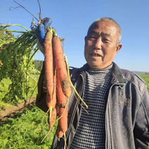 渭南特色水果撑杆红萝卜电商商超产地直发净菜毛菜半毛菜都有