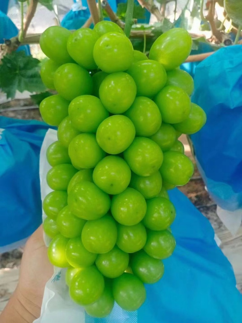 阳光玫瑰，晴王葡萄，欢迎广大客户前来采购