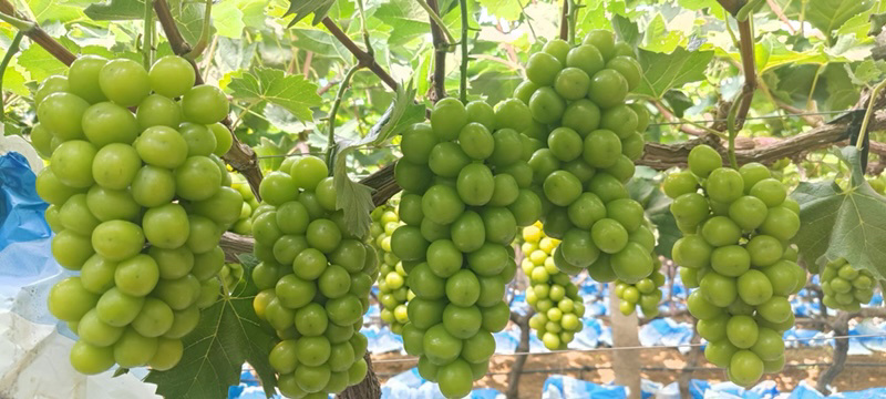 阳光玫瑰，晴王葡萄，欢迎广大客户前来采购