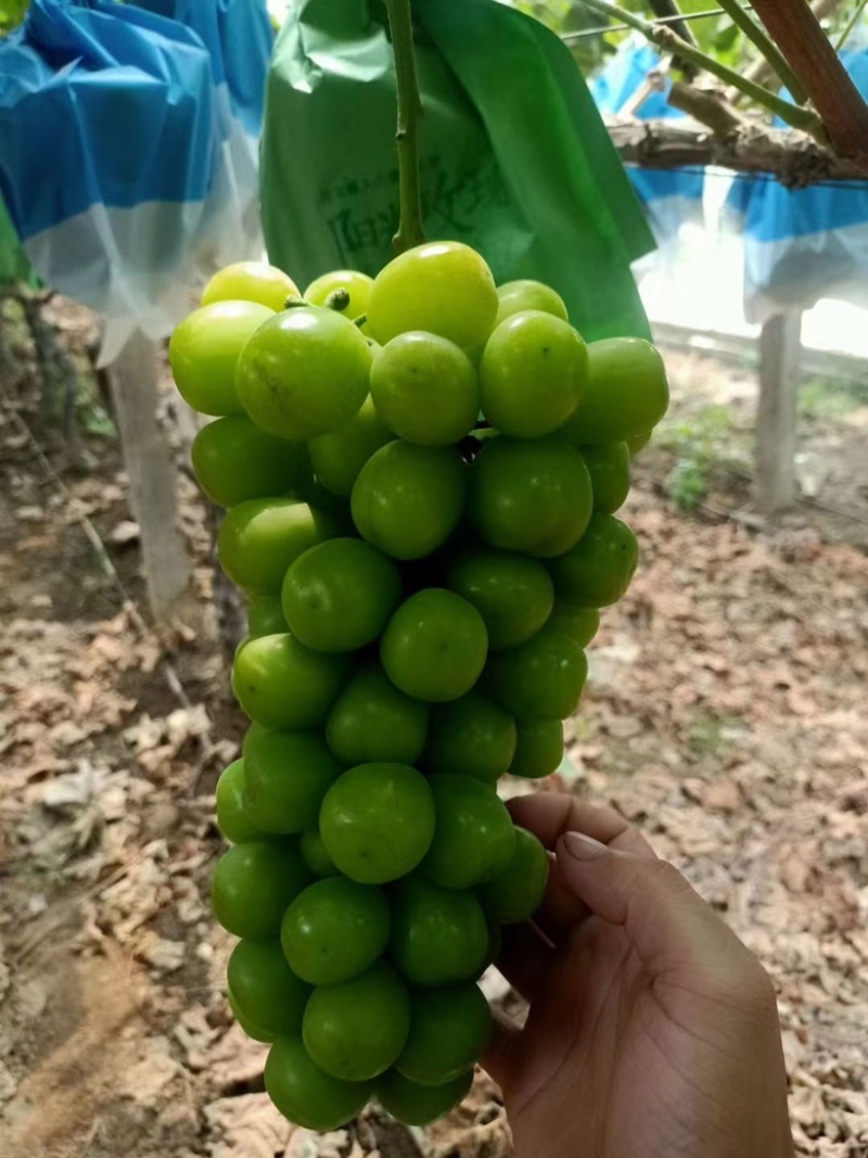 阳光玫瑰，晴王葡萄，欢迎广大客户前来采购