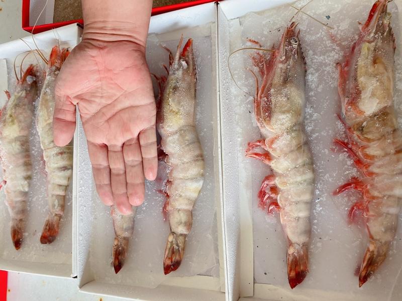 天然黑虎虾草虾斑节虾海洋大虾对虾海鲜水产虎斑虾基围虾礼盒