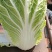 黄心白菜456