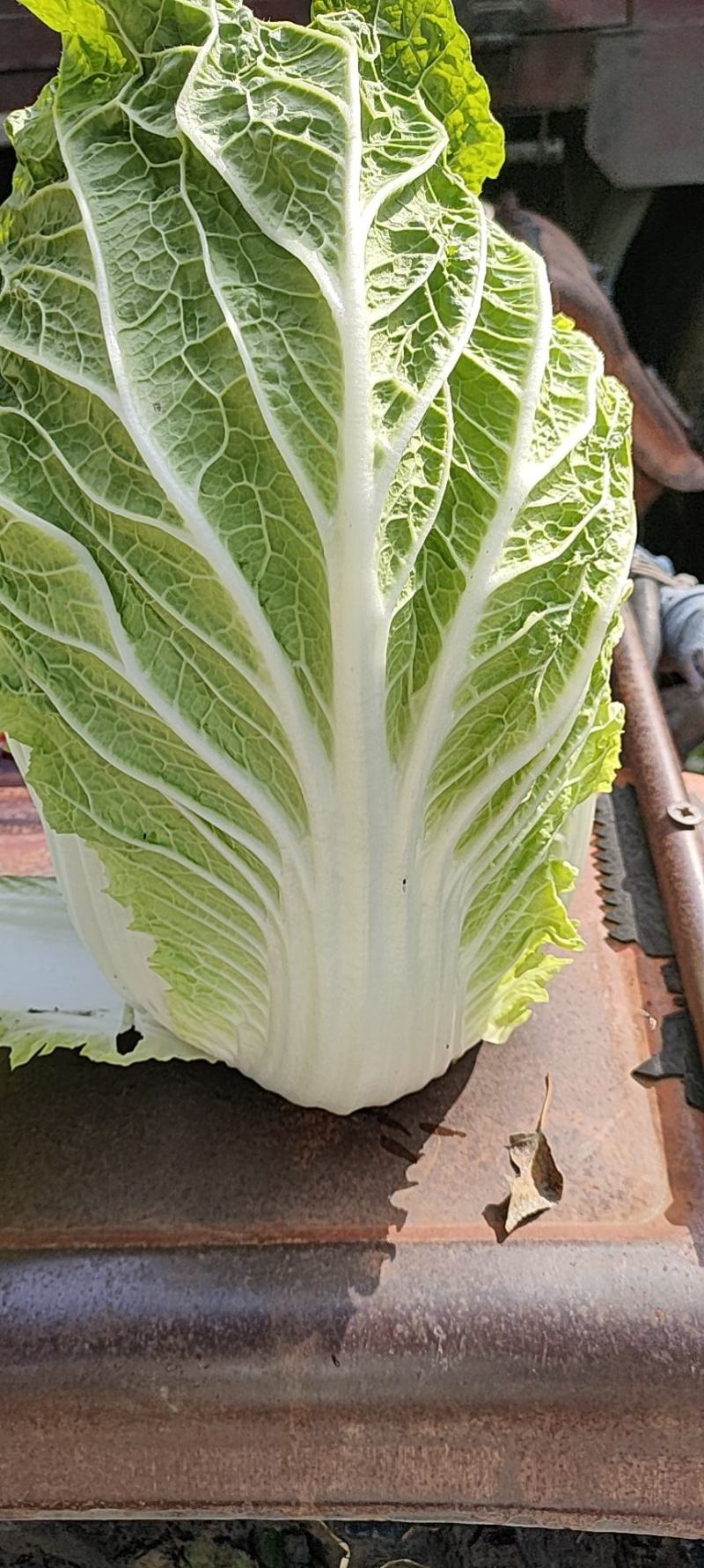 黄心白菜456