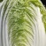 黄心白菜456