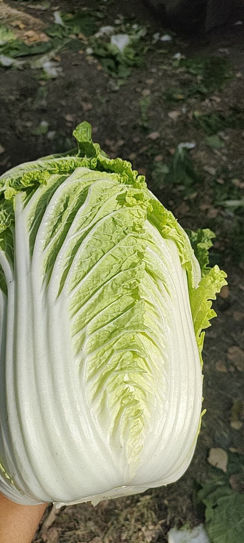 黄心白菜456